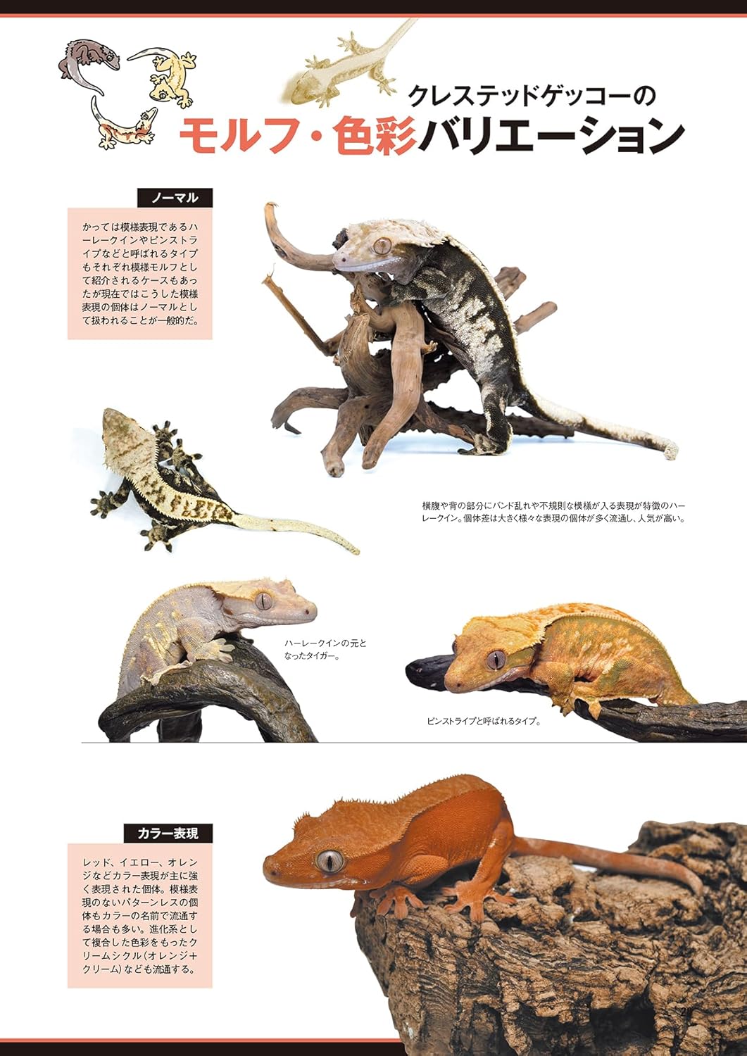 レプファン Vol.28 色彩バリエーション