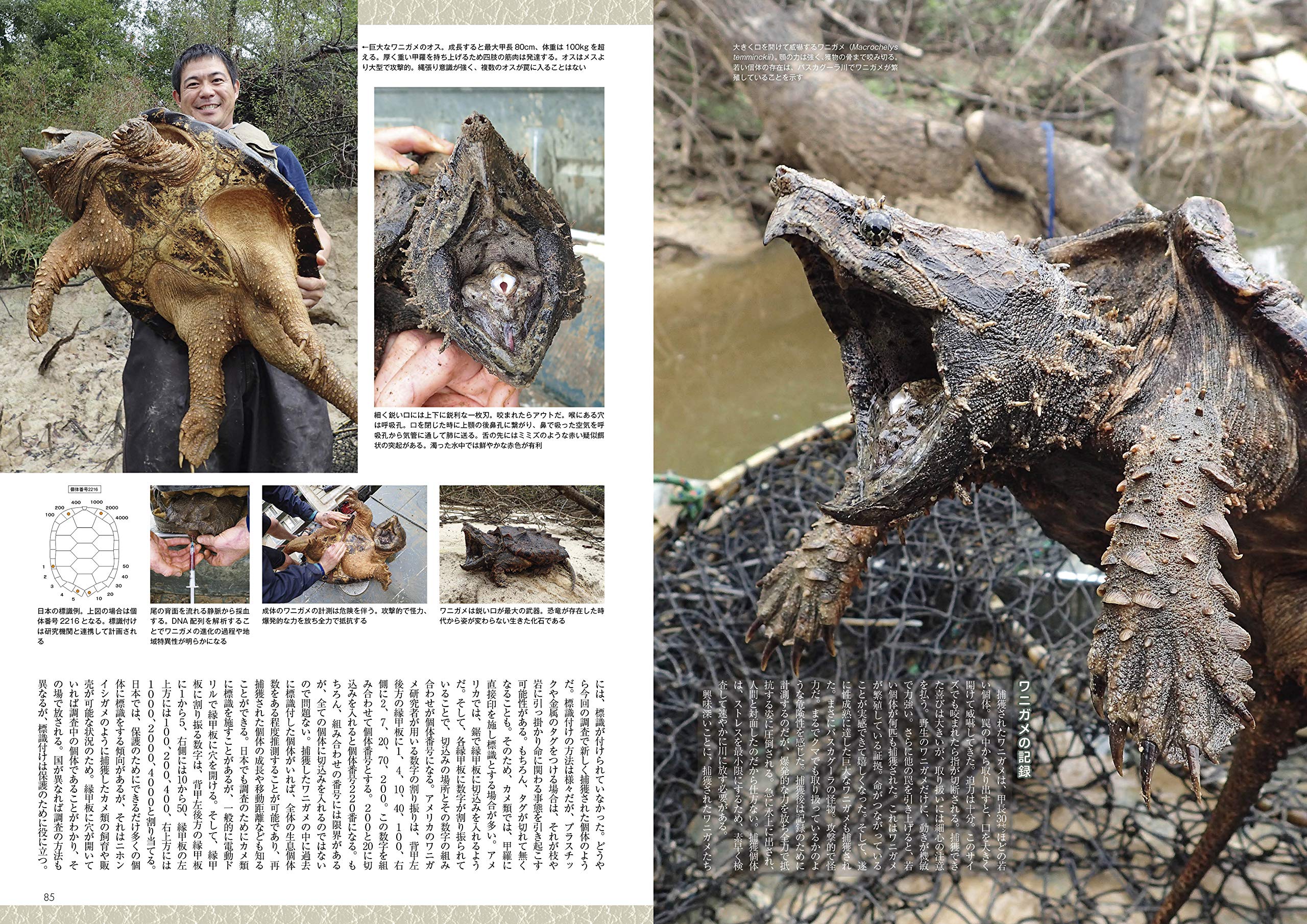 ビバリウムガイド No.91 2020年冬号　小粋なヤモリ