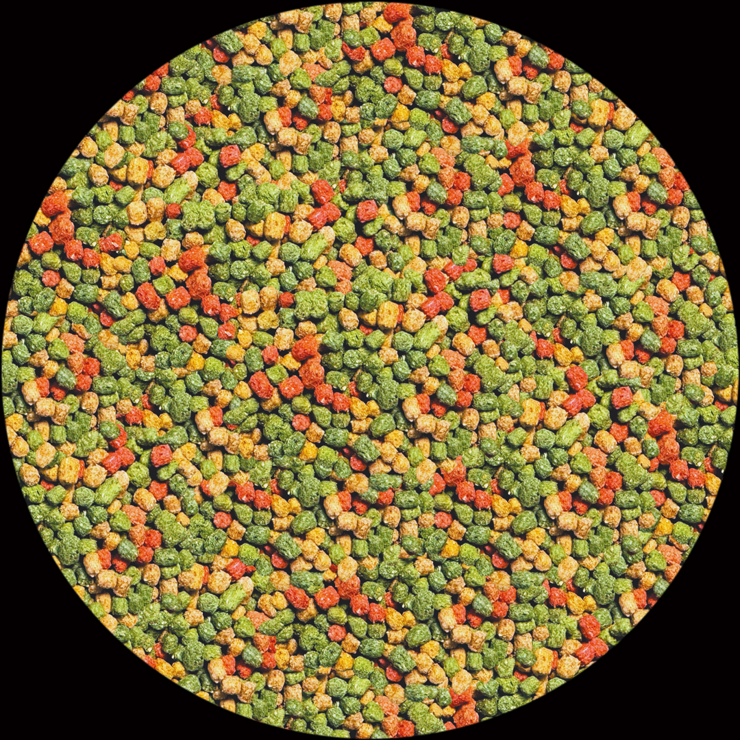 レップカル幼体フトアゴヒゲトカゲフード 中身