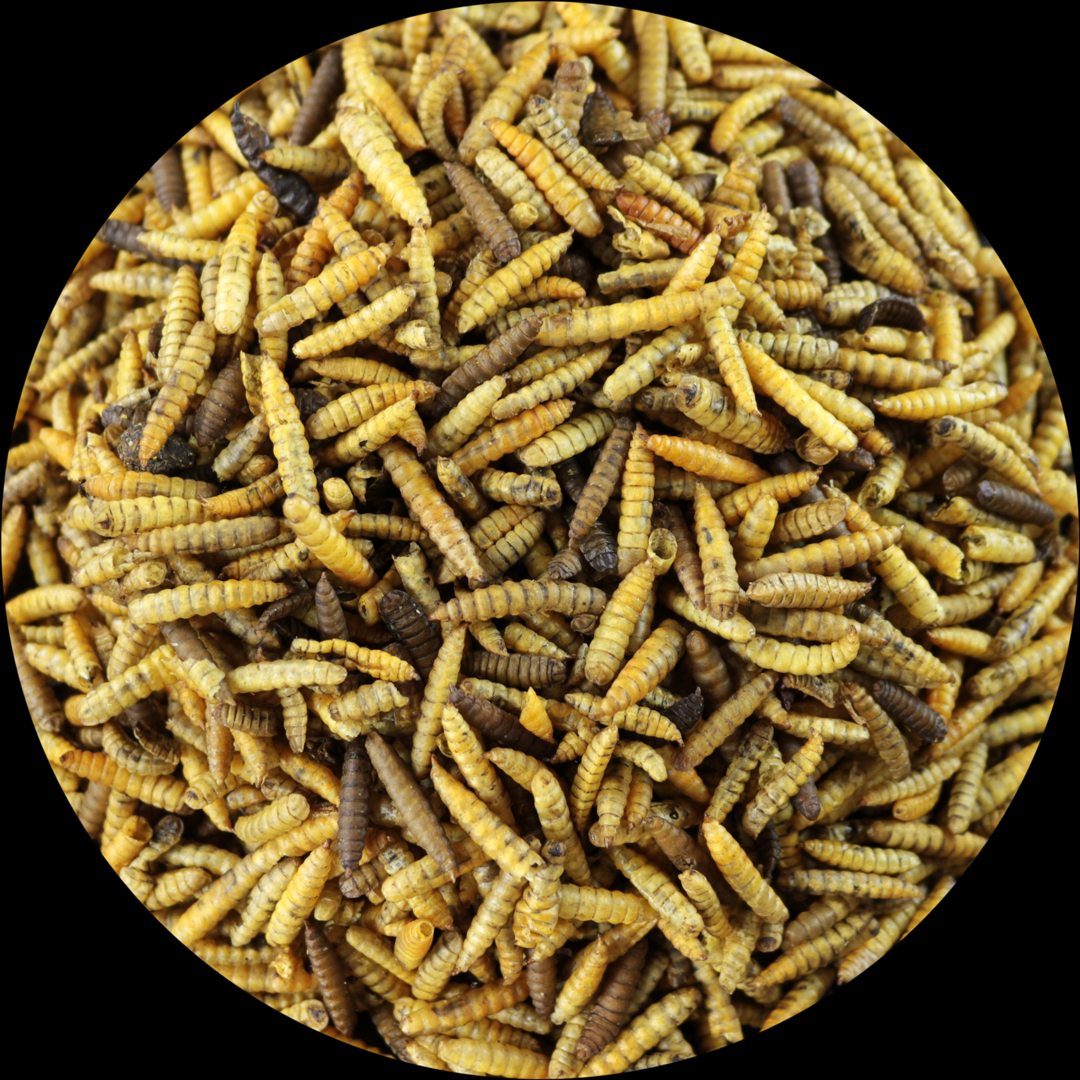 乾燥アメリカミズアブの幼虫(フェニックスワーム)