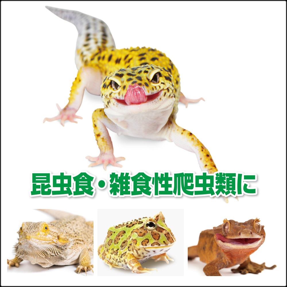 トリプルバグペーストミズアブ&コオロギ　昆虫食・雑食性爬虫類に