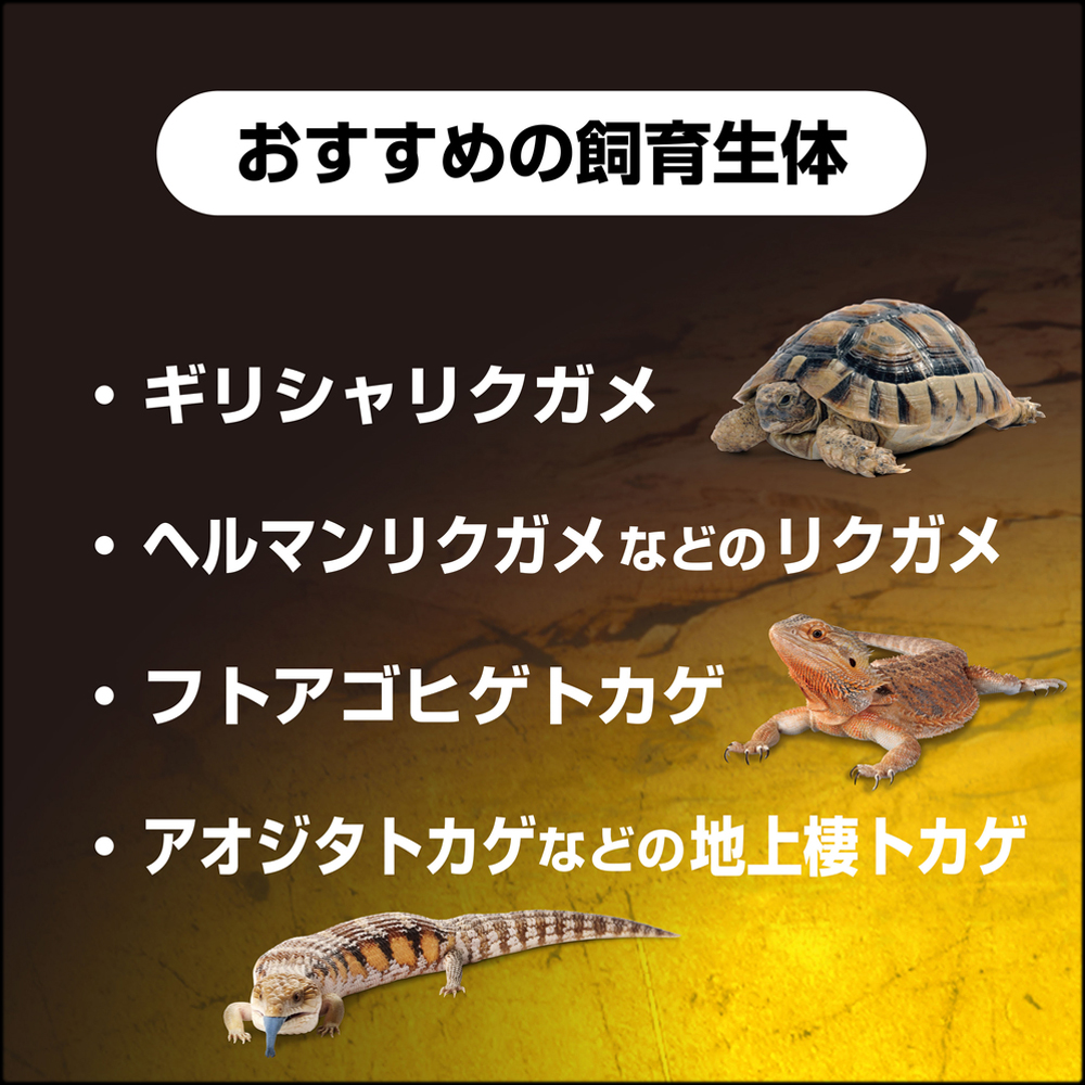 フトアゴヒゲトカゲ＆リクガメ飼育キットBK　おすすめの飼育生体