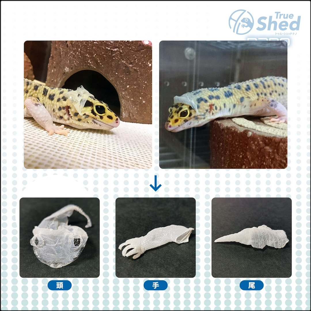 トゥルーシェッドナノ　使用後の脱皮例