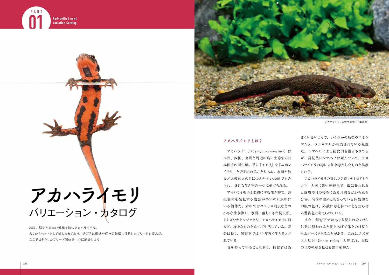 イモリと暮らす本　アカハライモリ