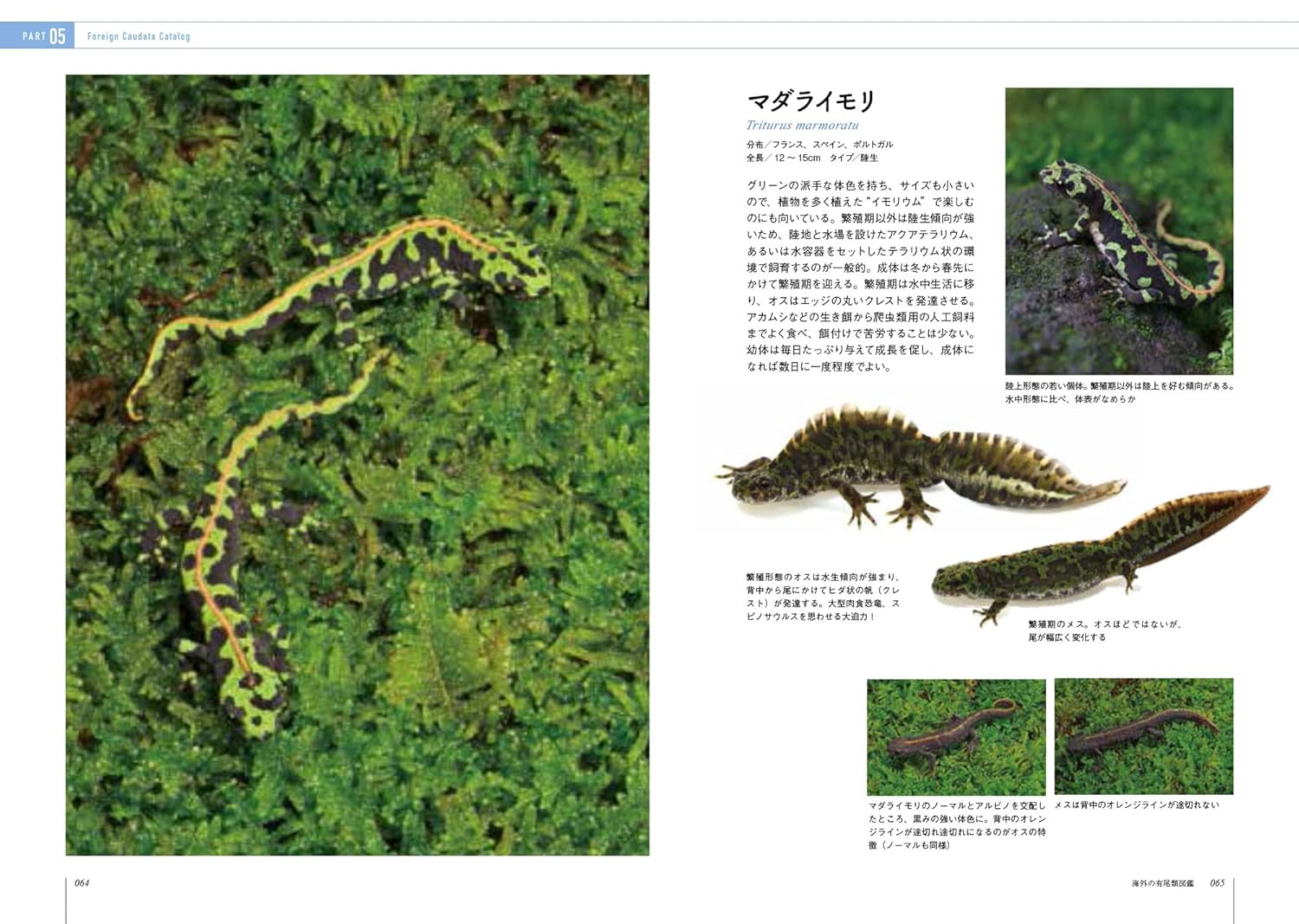 イモリと暮らす本　マダライモリ