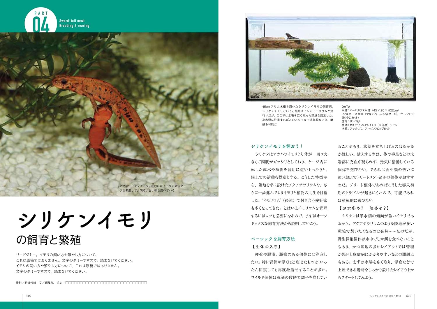 イモリと暮らす本　シリケンイモリ