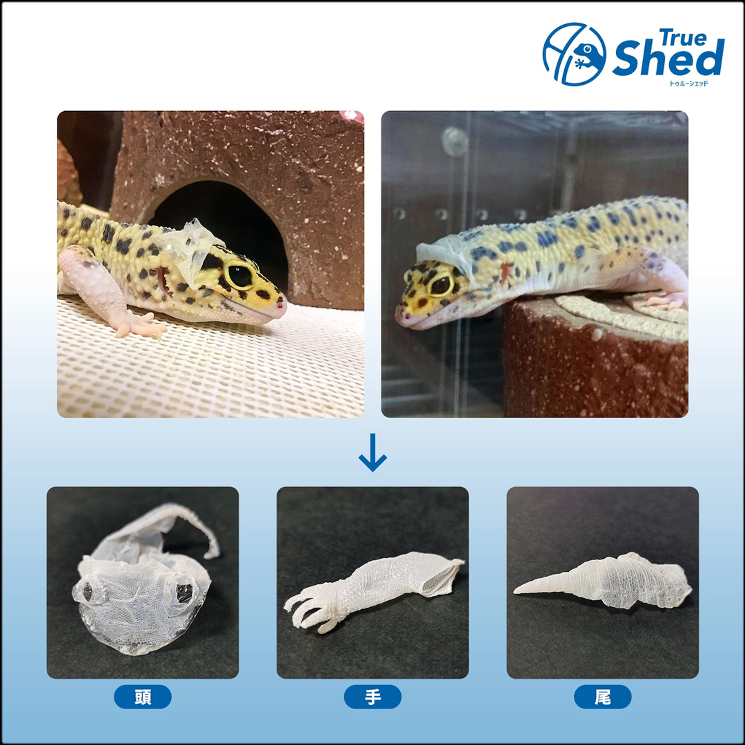 トゥルーシェッド　使用後の脱皮例