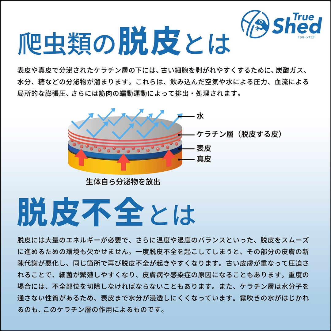 True Shed　Arion Japan