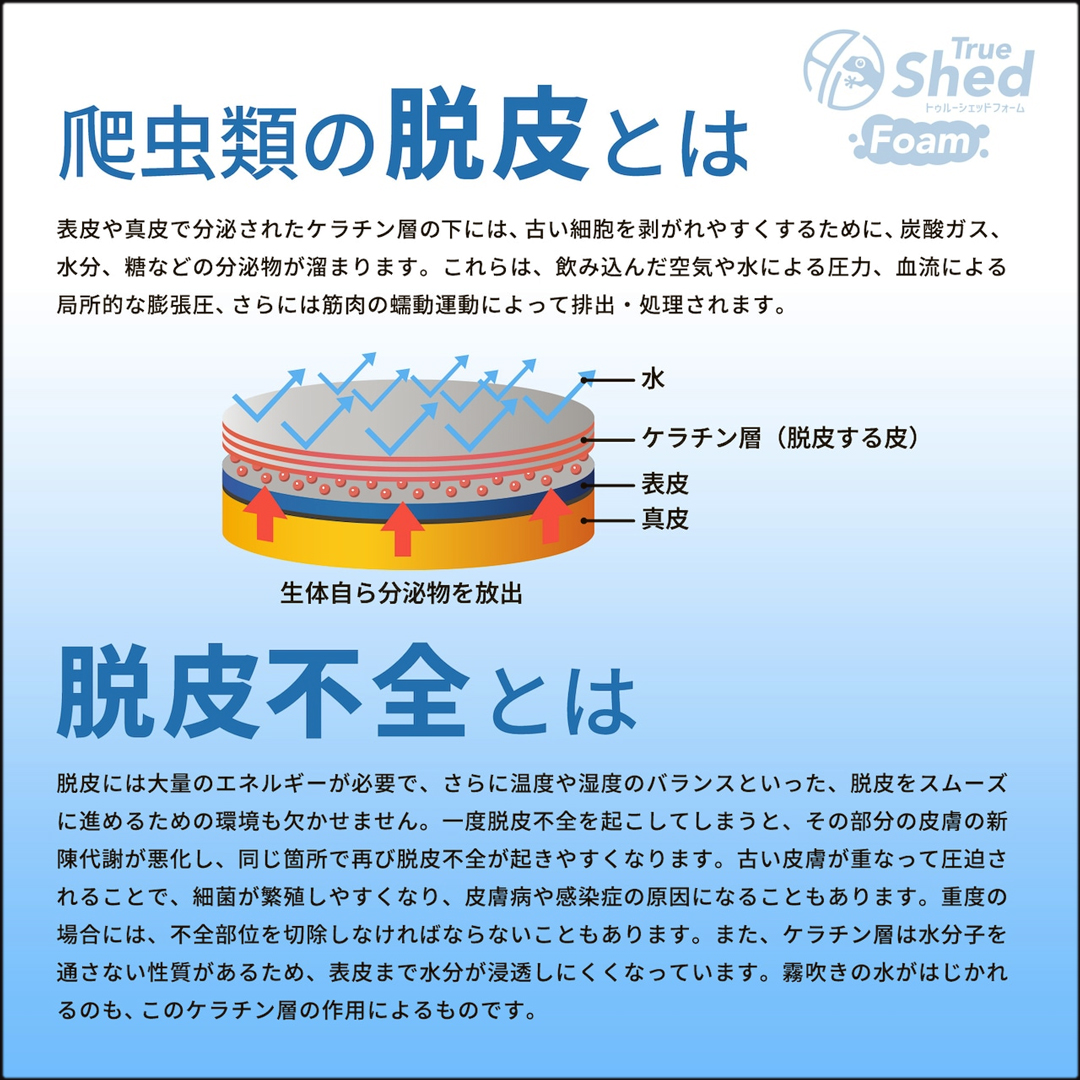 トゥルーシェッドフォーム　爬虫類の脱皮不全とは