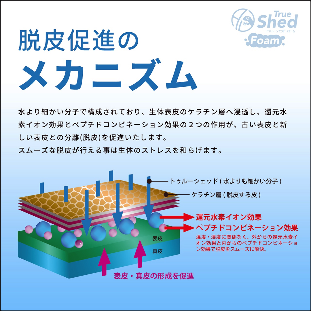 トゥルーシェッドフォーム　脱皮促進のメカニズム