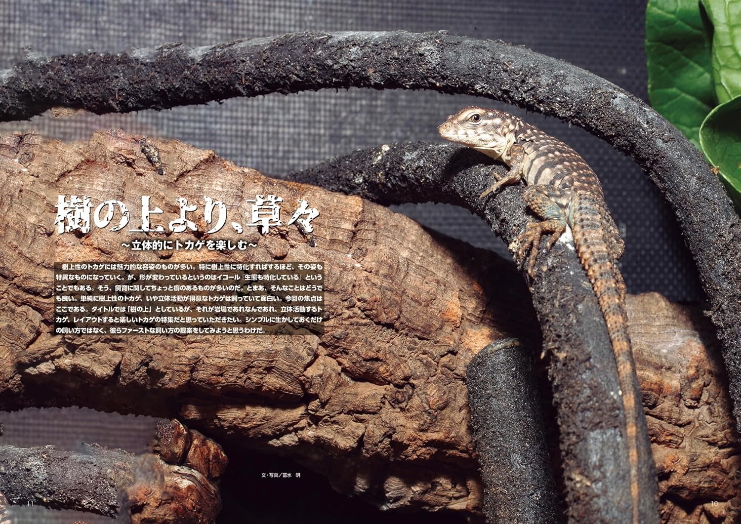 樹の上より、草々