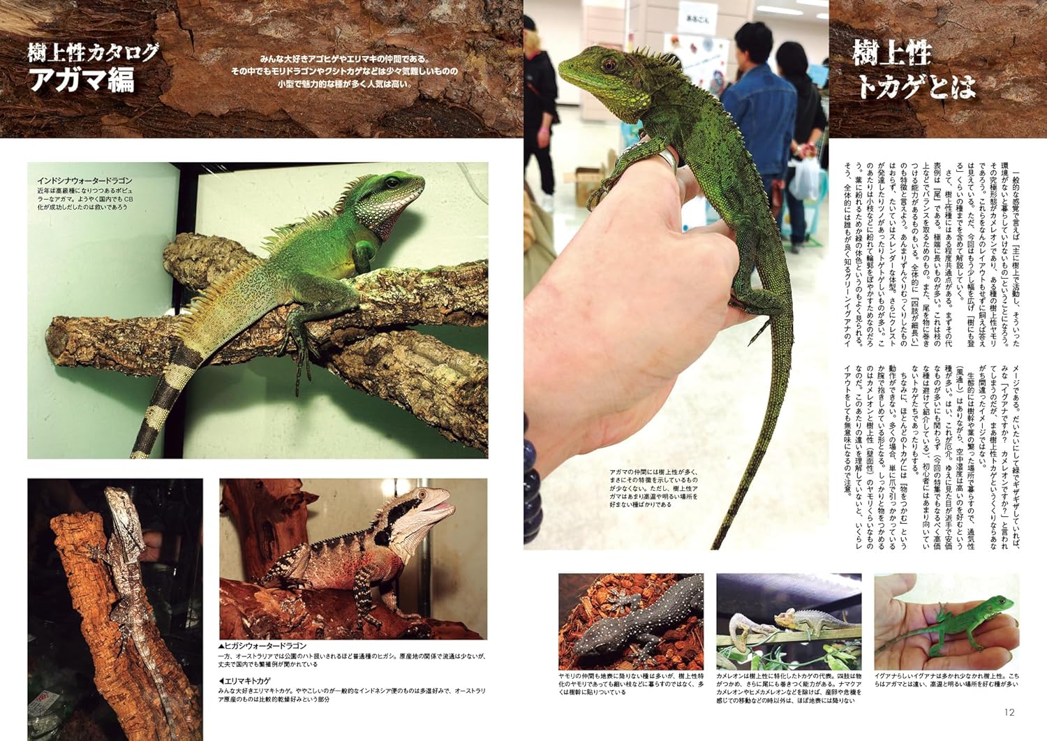 樹上性カタログ