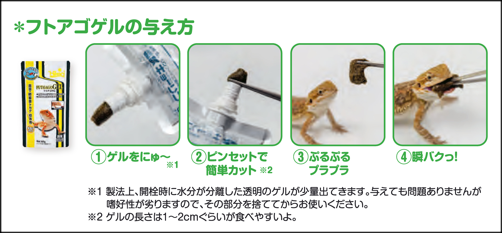 フトアゴゲルの与え方