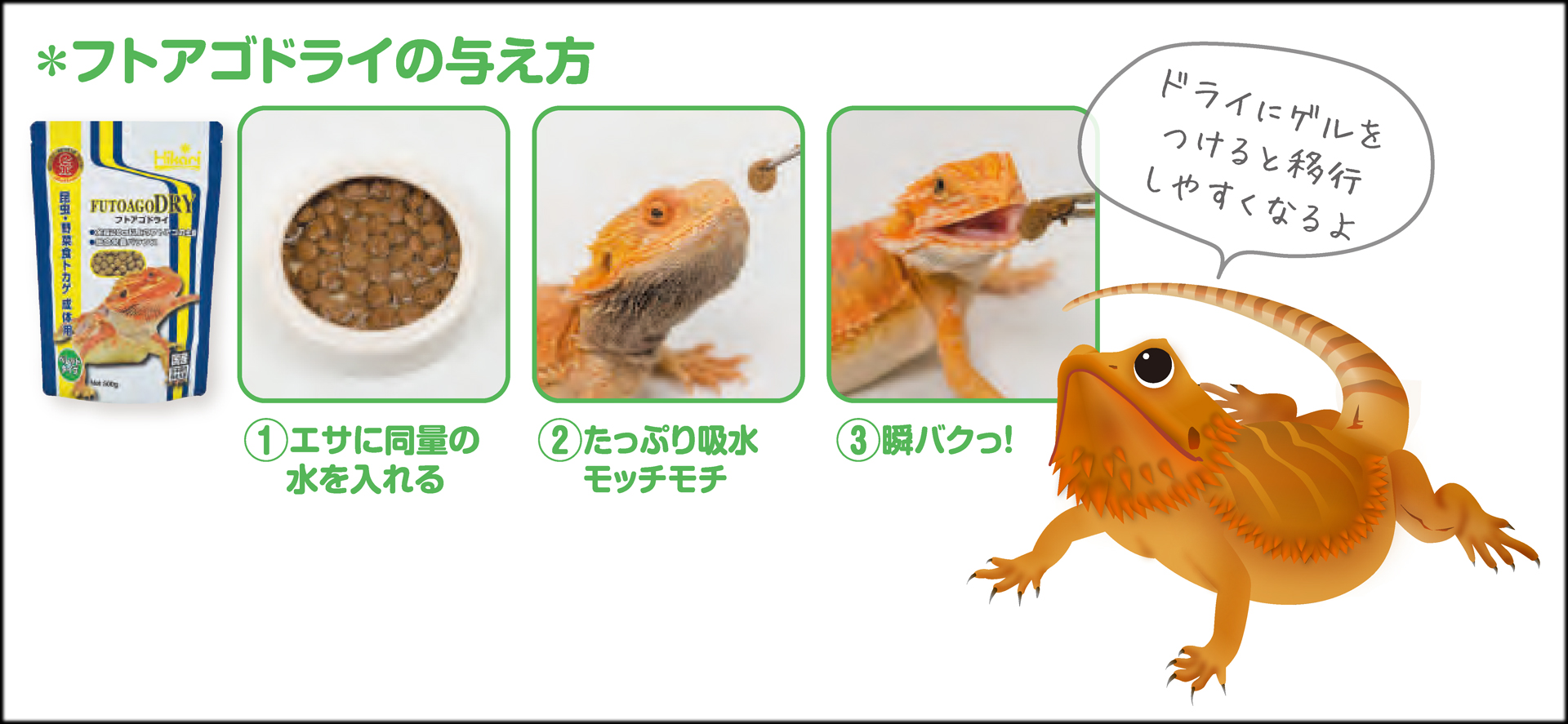 フトアゴドライ　与え方