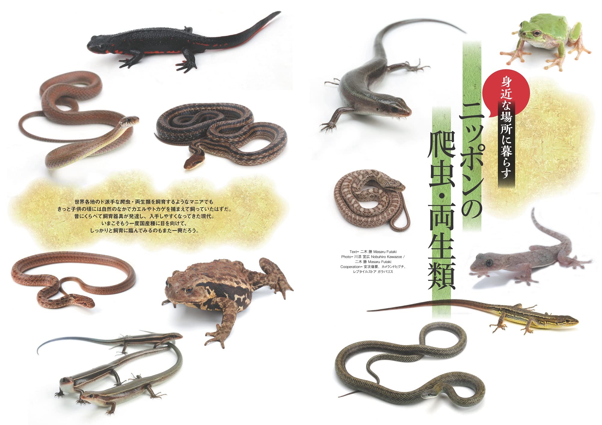 レプファン Vol.20 ニッポンの爬虫・両性類