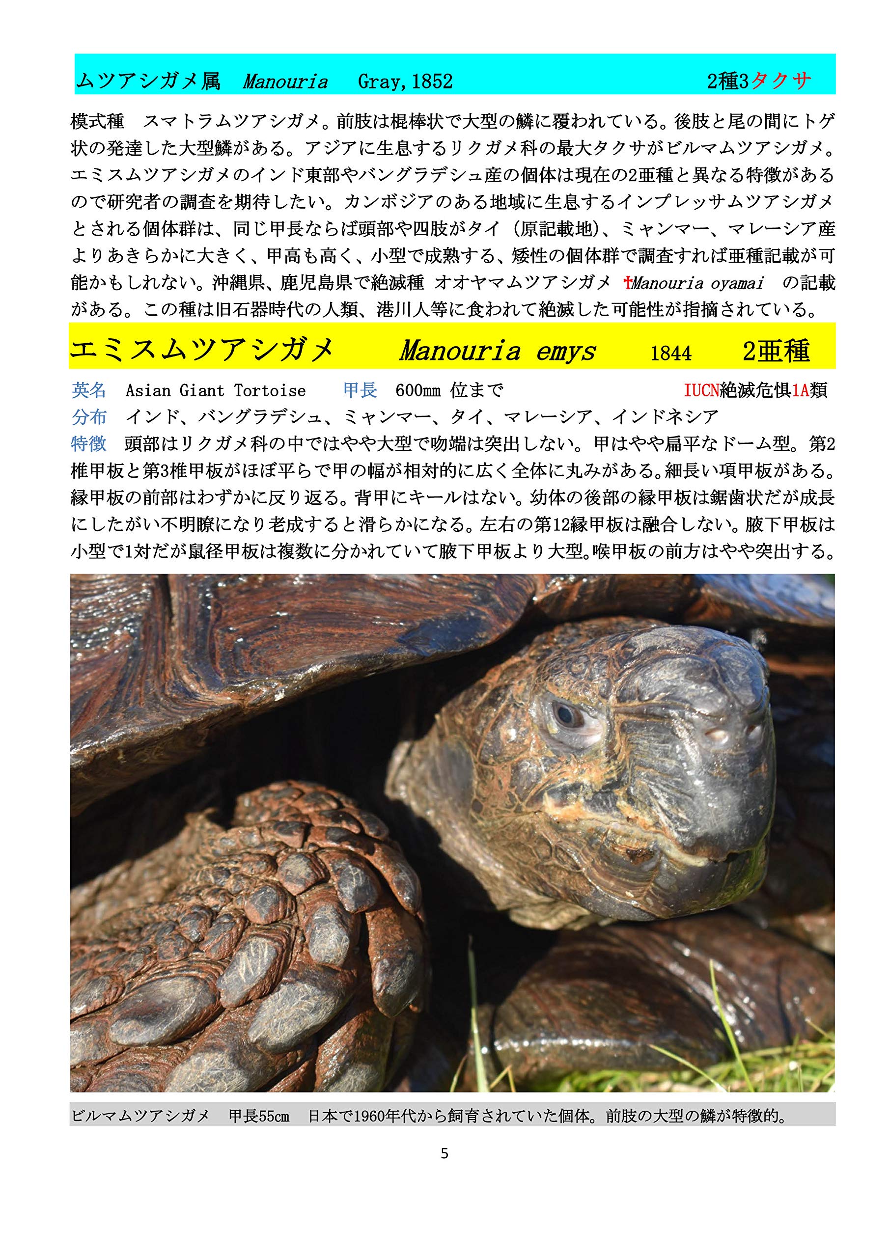 リクガメ科　現生種