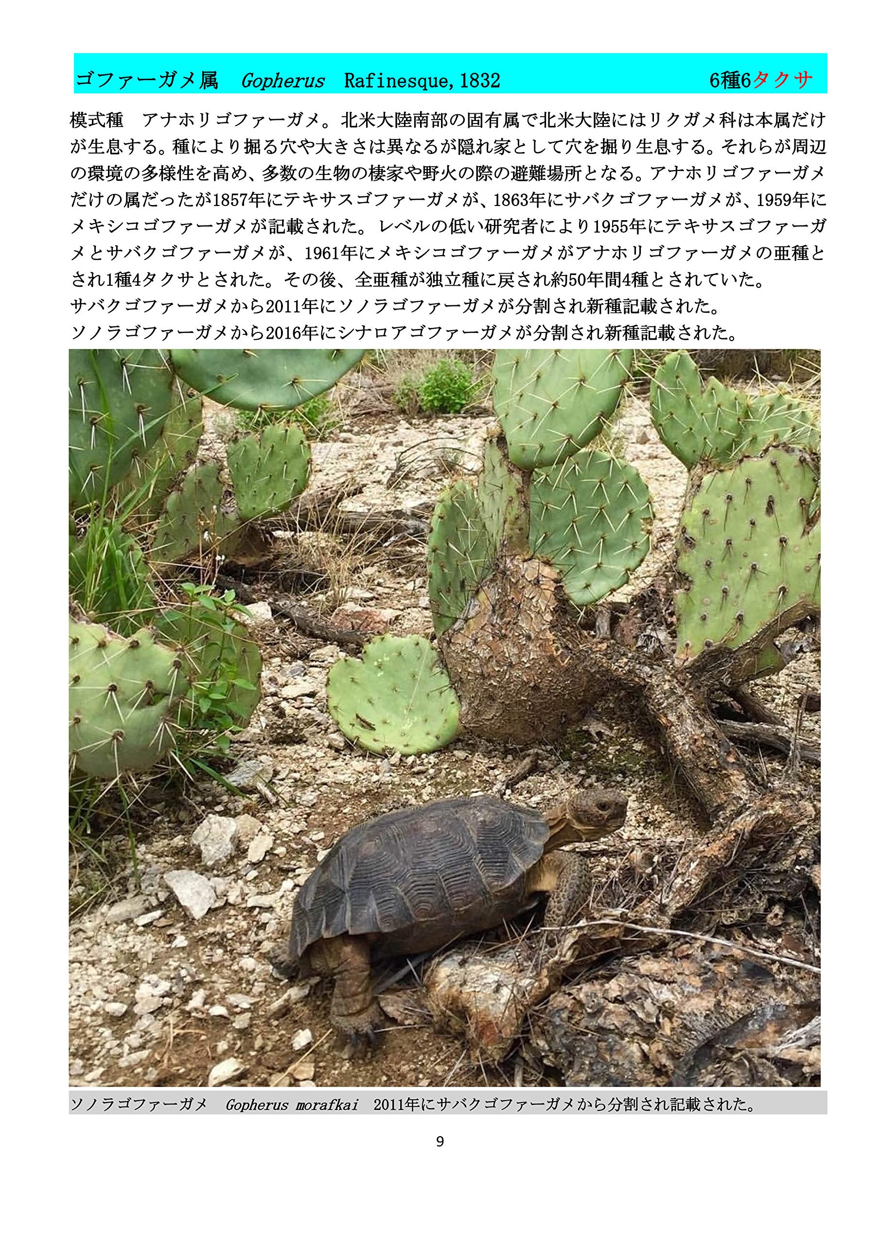 リクガメ　飼育