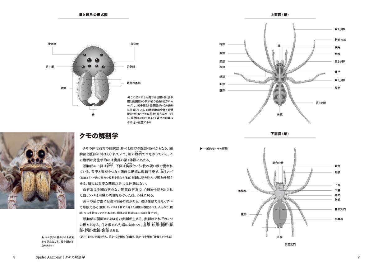 世界のクモ　蜘蛛写真集