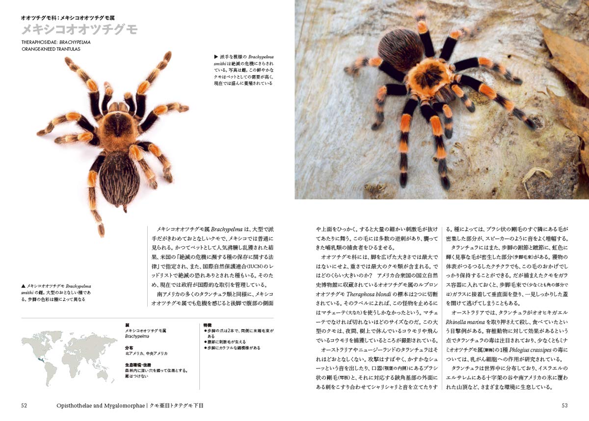 世界のクモ　蜘蛛の分類