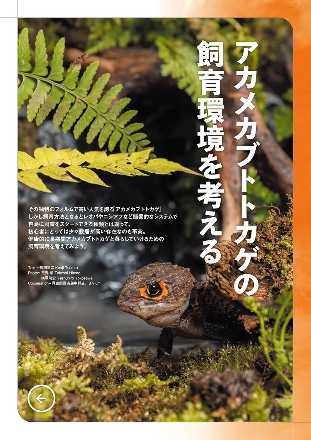レプファン Vol.26 アカメカブトトカゲ