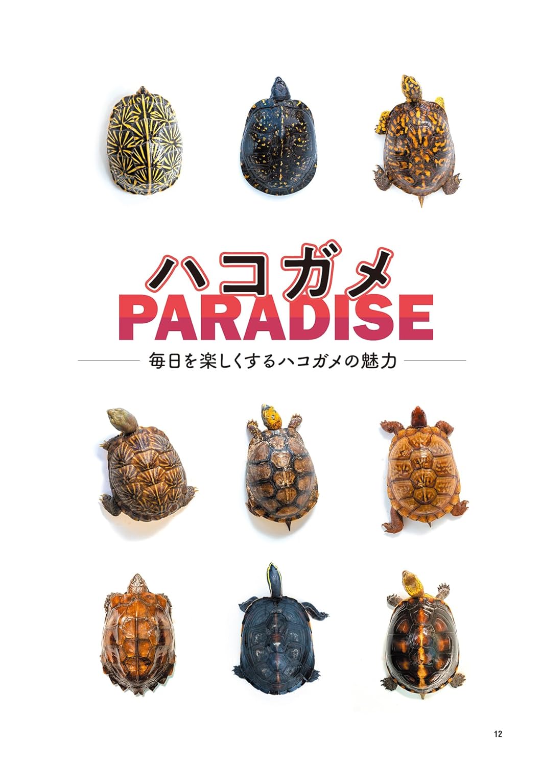 レプファン Vol.29 ハコガメPARADISE
