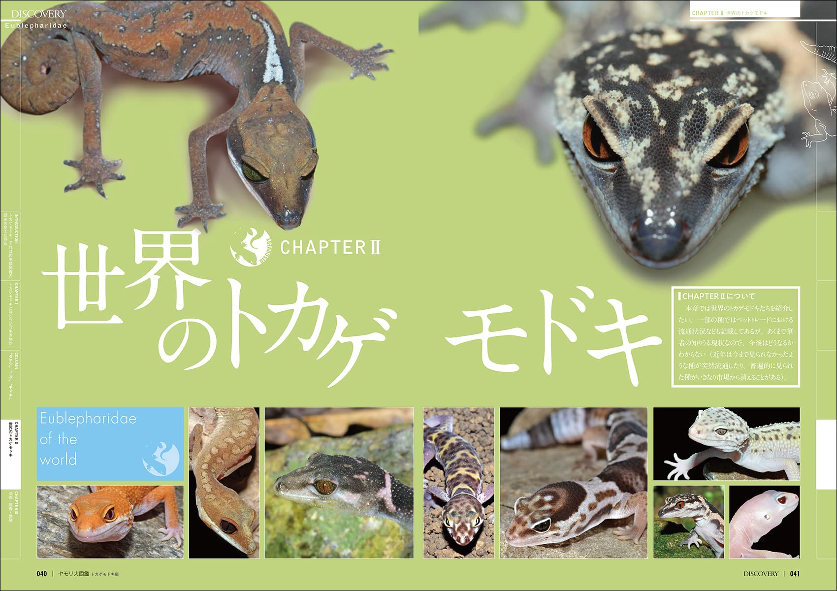 ヤモリ大図鑑 トカゲモドキ編　世界のトカゲモドキ