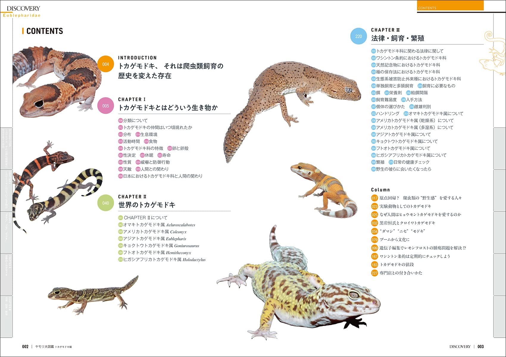 ディスカバリー 生き物・再発見　ヤモリ大図鑑 トカゲモドキ編