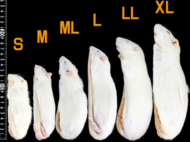 ラット　サイズ比較