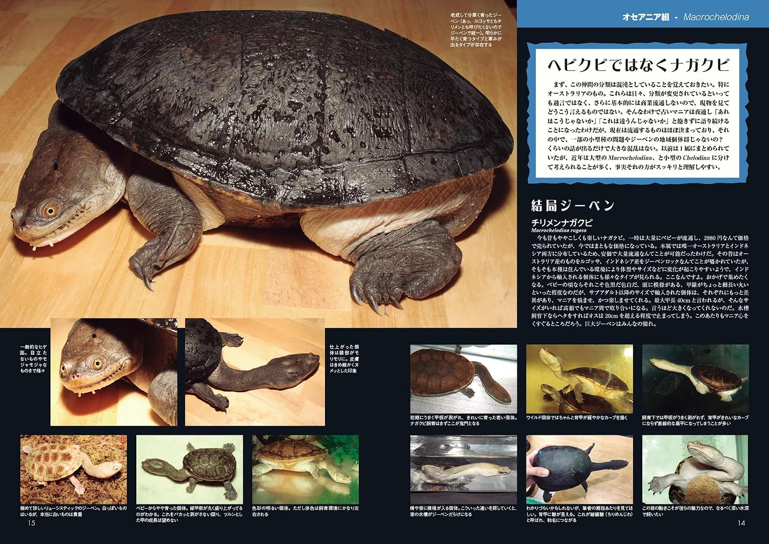 ナガクビガメ