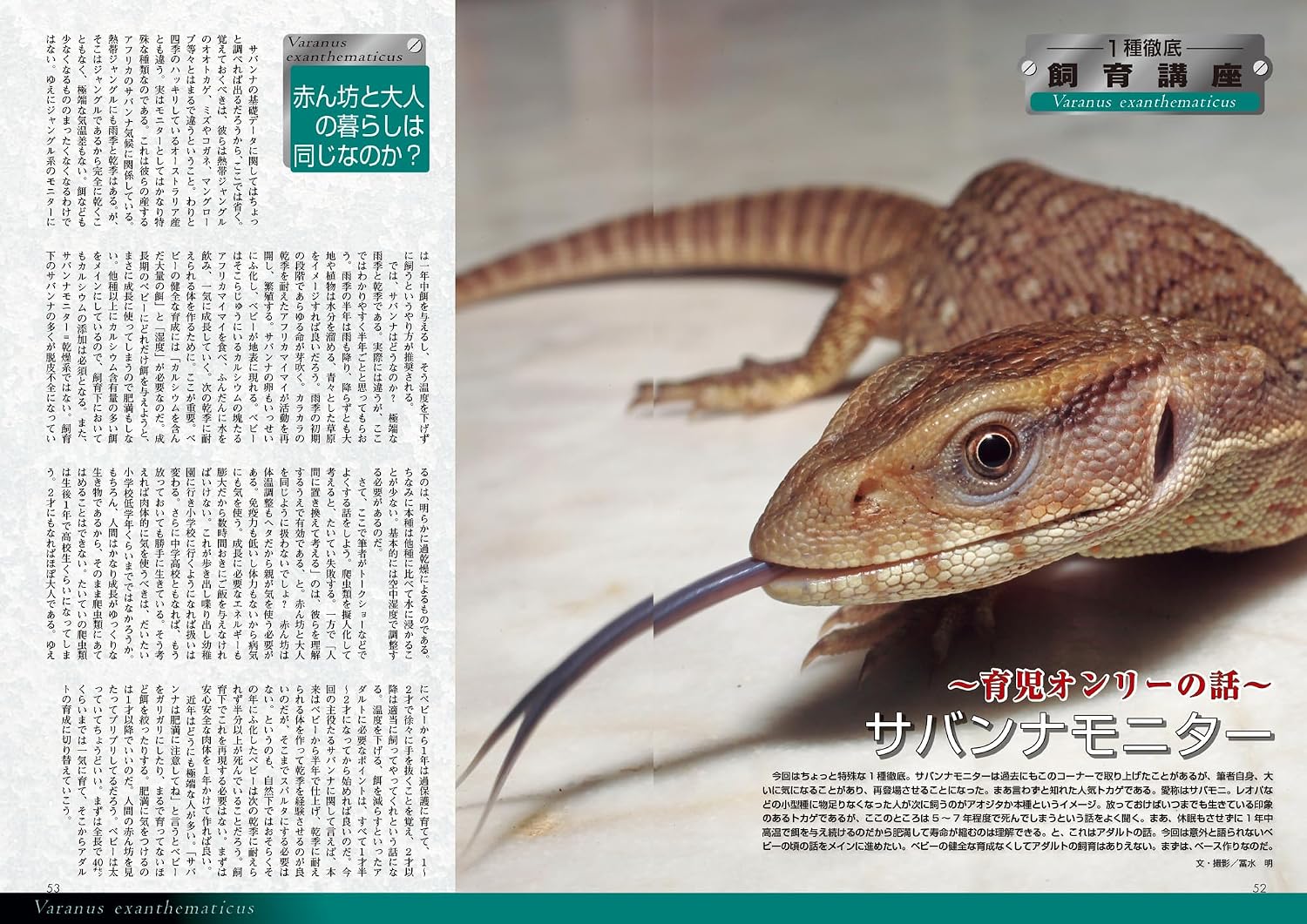 サバンナモニター 飼育講座