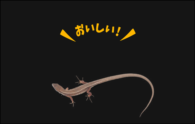 カナヘビブレンドフード40g パッケージ底面