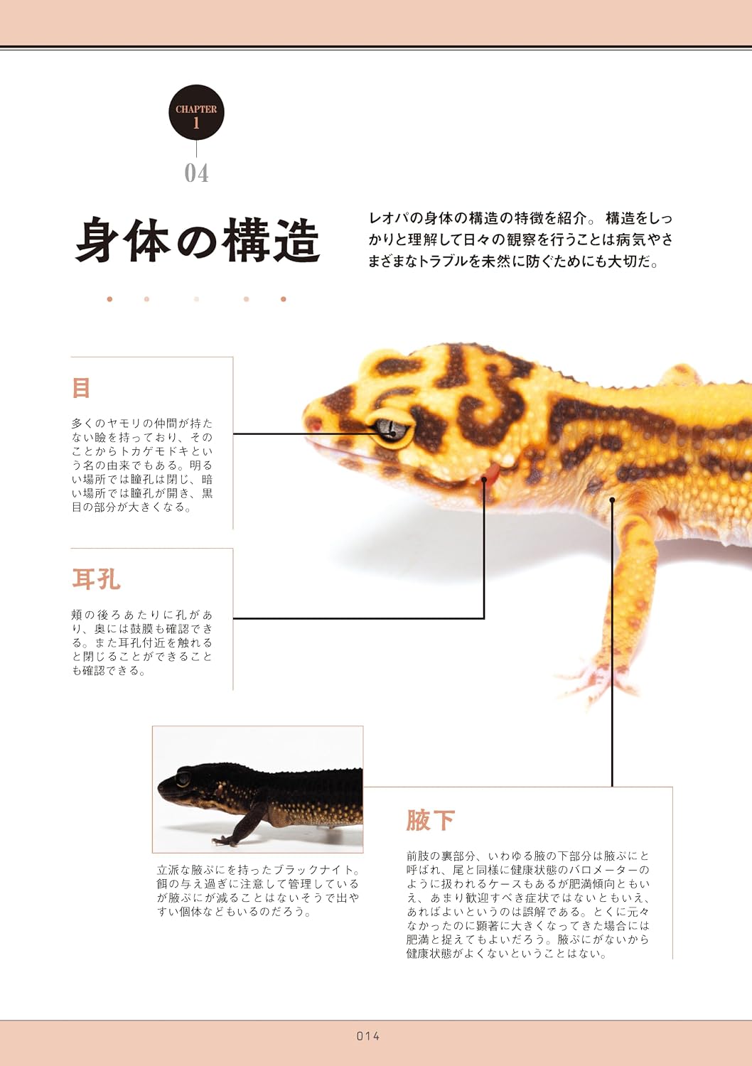 笠倉出版　レオパの教科書2　身体の構造