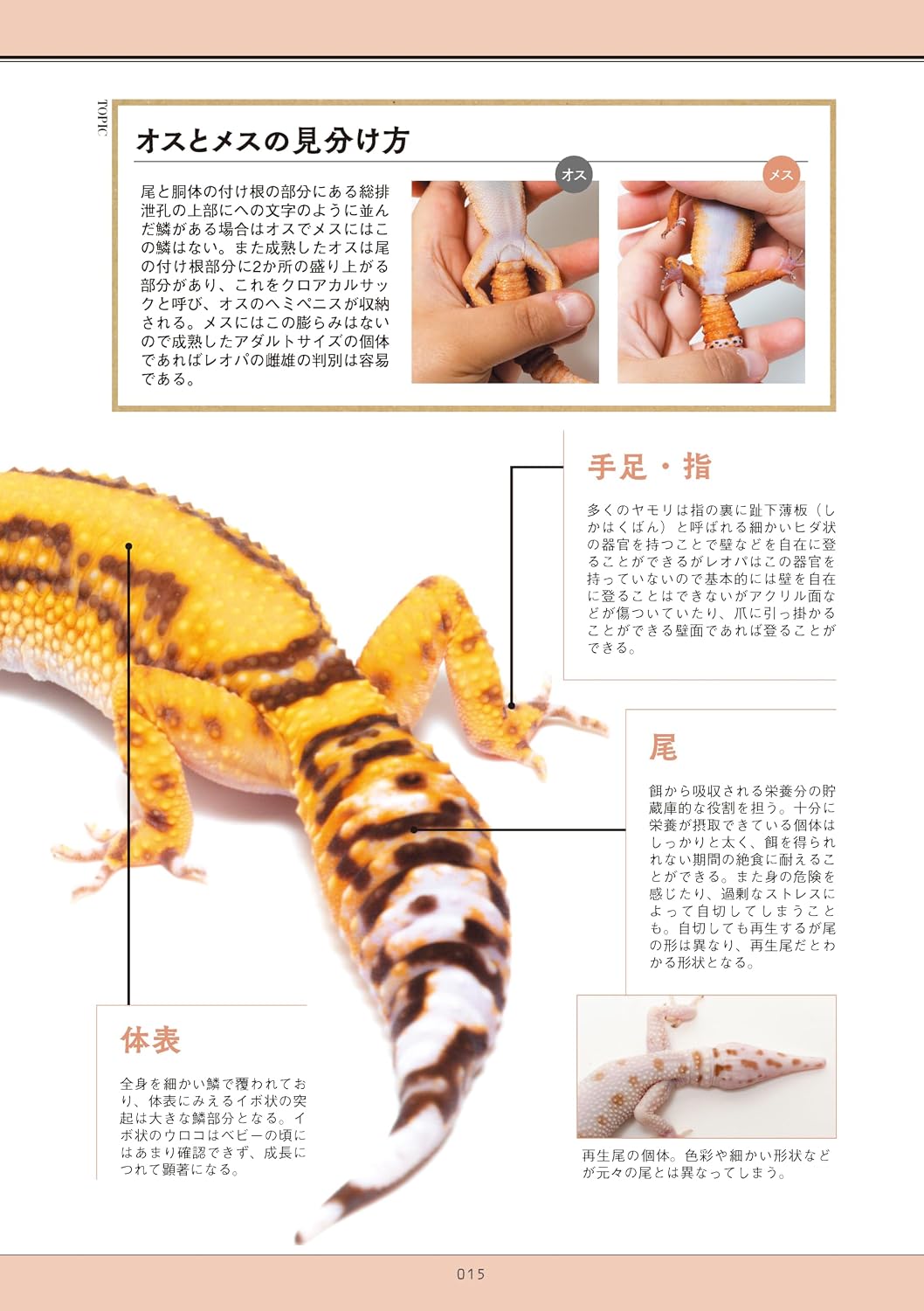 笠倉出版　レオパの教科書2　見分け方