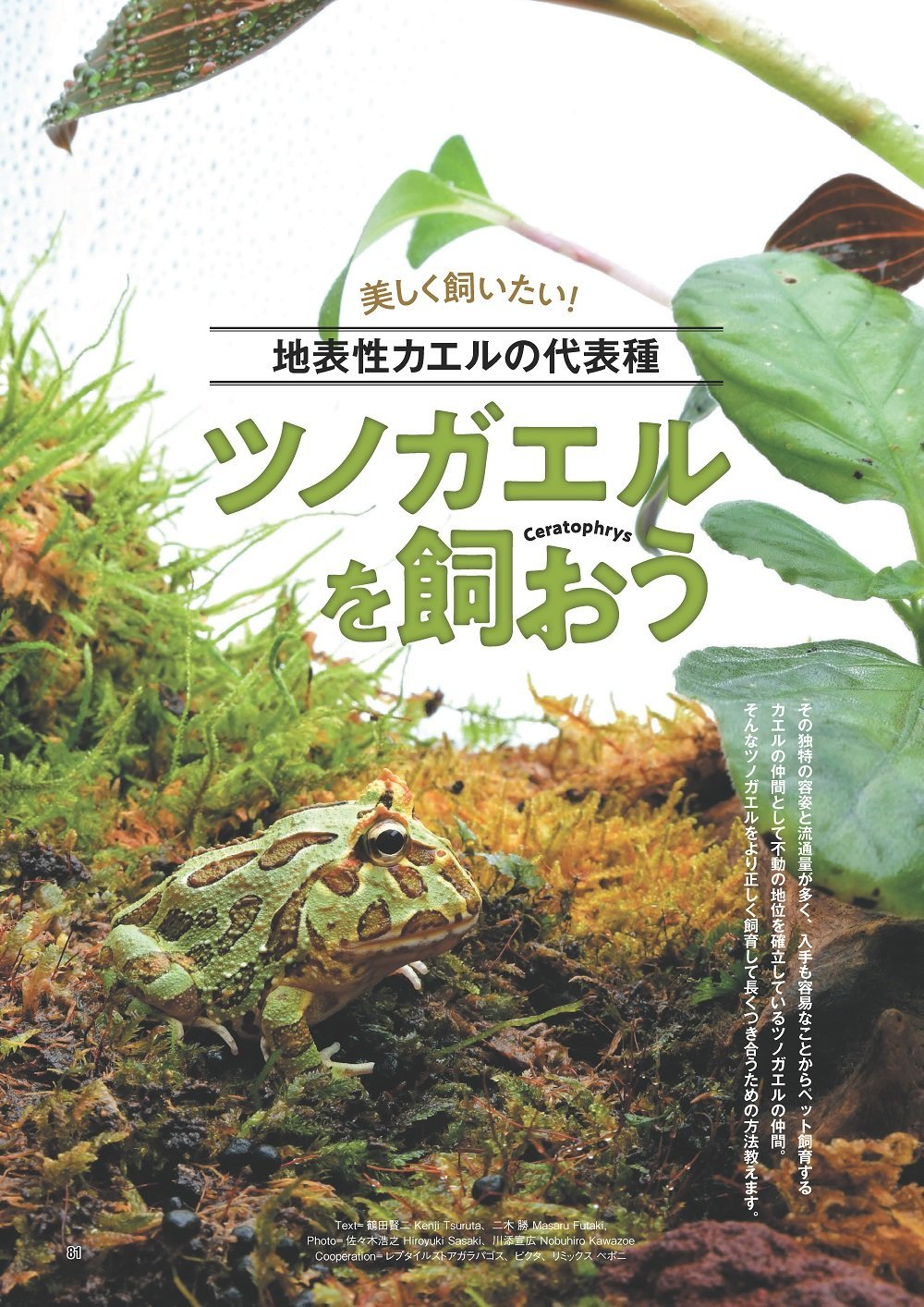 レプファン vol.6　笠倉出版