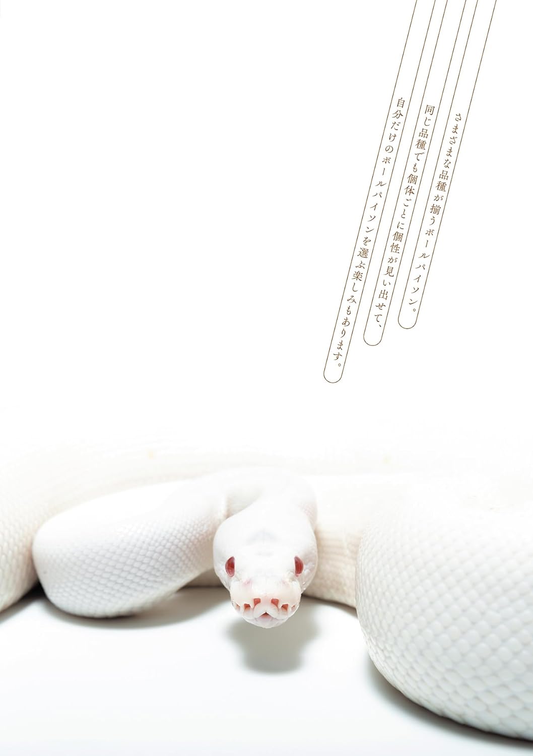 ボールパイソンの教科書2 品種