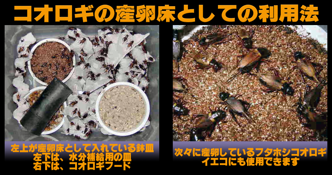 ブリーダーズバーミ5L　爬虫類・両生類・餌昆虫 繁殖管理用土