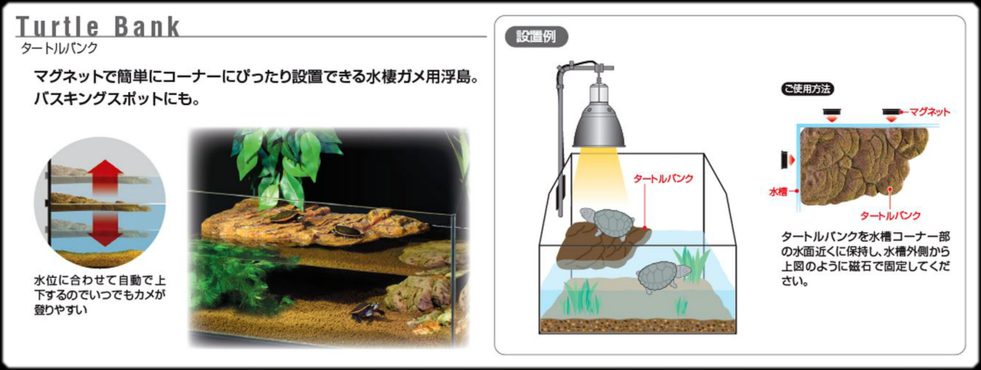 タートルバンク　エキゾテラ