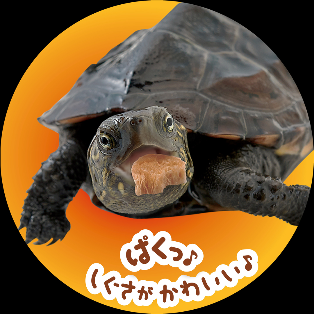かめかめパンえび入り　給餌例