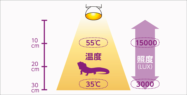 メテオバスク100W　ランプからの距離と温度・照度の目安