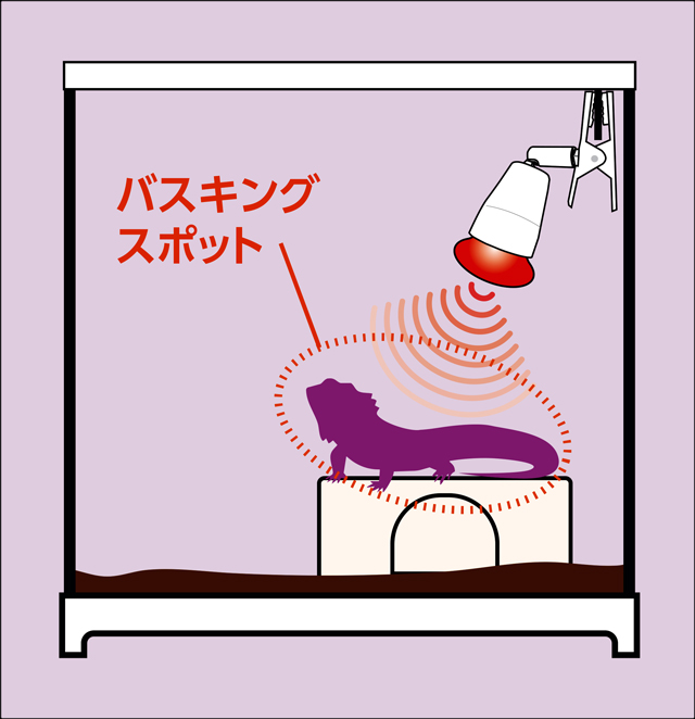 メテオバスク　バスキングライトの使用方法