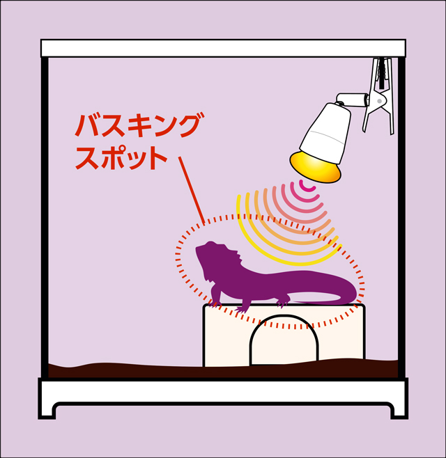 メテオバスク　バスキングライトの使用方法