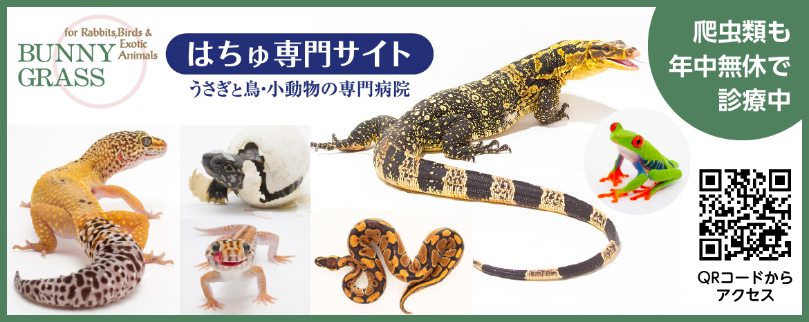 爬虫類ペットショップ WildMonster 爬虫類飼育用品の通信販売サイト