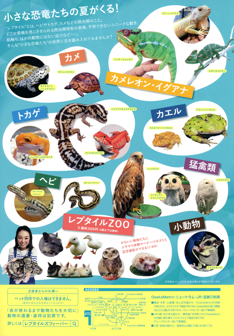 レプタイルズフィーバー　ビラ裏面