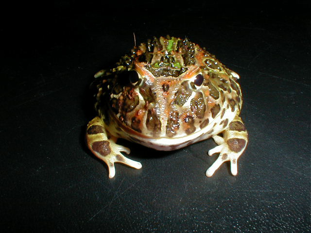 ベルツノガエル