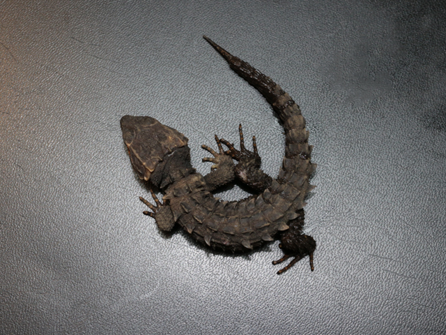 アカメカブトトカゲ メベニカブトトカゲ1