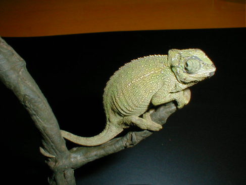 ルディスカメレオン