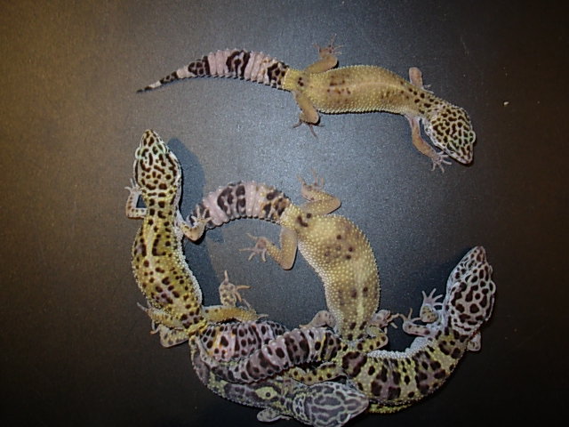 ヒョウモントカゲモドキ