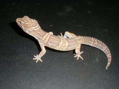 ヒョウモントカゲモドキアルビノ