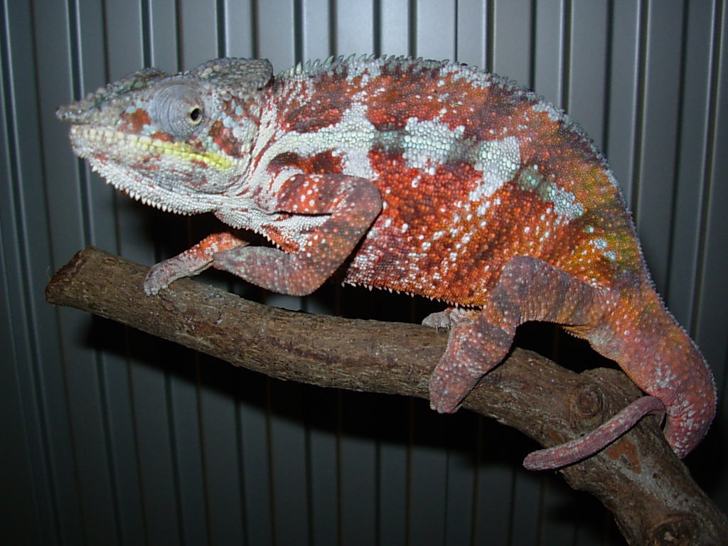 爬虫類・両生類用品 GEX モンスーンソロ カメレオン ミスト 爬虫類 両生類