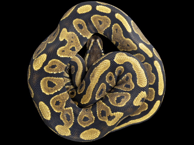 全品送料無料】 yellow パイソン - alexandremagnoadvogados.com.br
